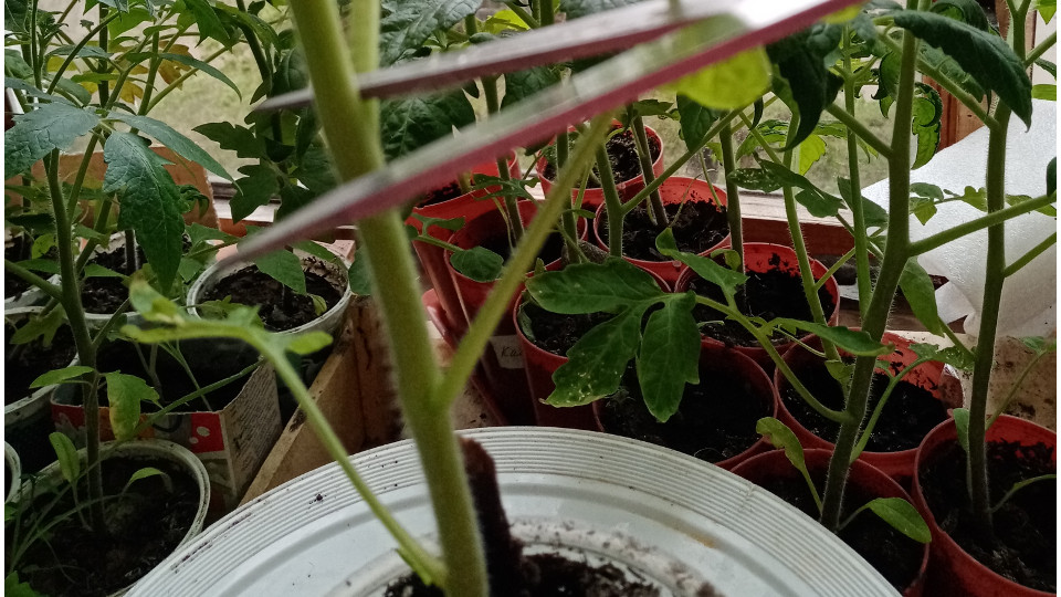 Обрезка стебля помидорной рассады 