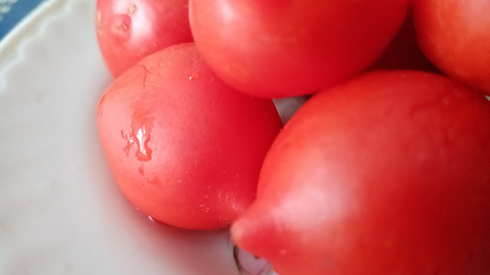 томаты для засолки