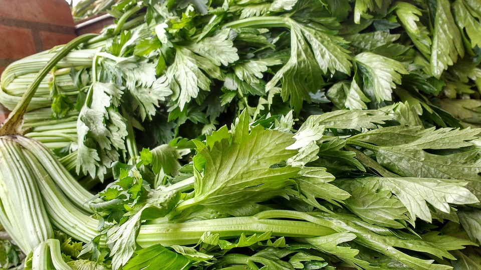 Сельдерей полезное растение, салат из зеленых листьев и стеблей с добавлением сыра и заправки, вкусно и полезно