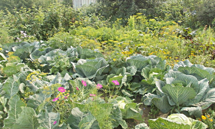 Мой огород стимулирует к активной жизни, к тому же дает возможность выращивать здоровую еду