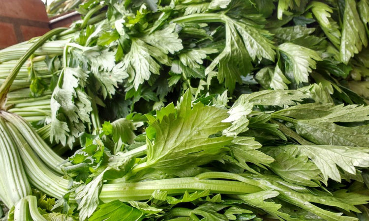 сельдерей - полезное растение, применяется в кулинарии и народной медицине