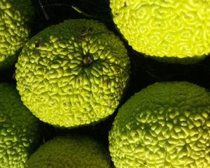Маклюра или китайский апельсин или адамово яблоко, целый набор полезных веществ, применяется в народной медицине