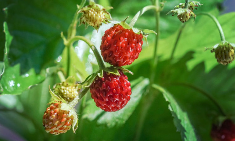 Клубника - одна из популярных и полезных ягод, выращиваемых в Сибири