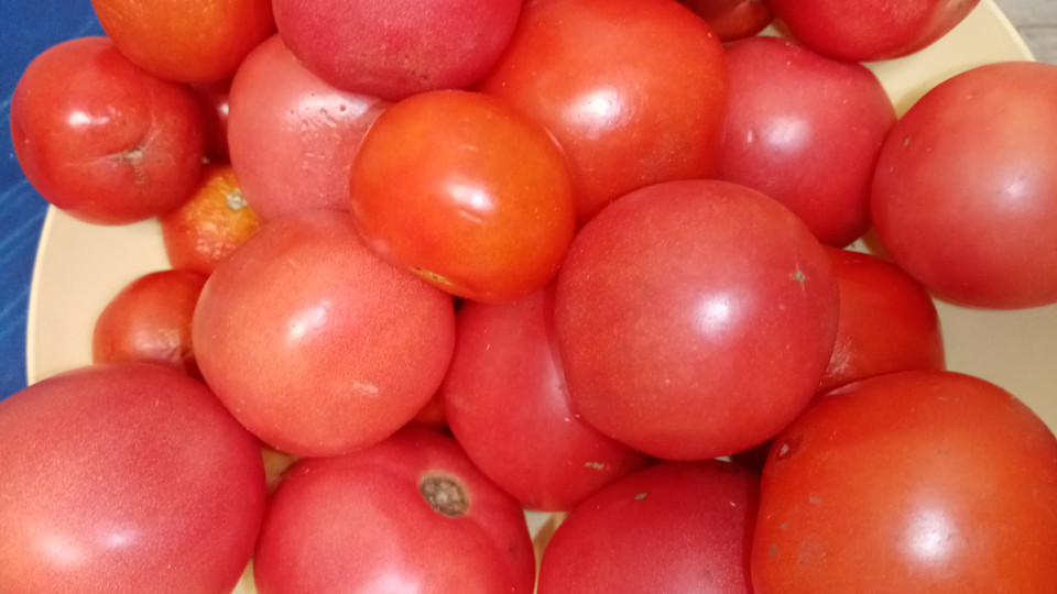 томаты для кетчупа