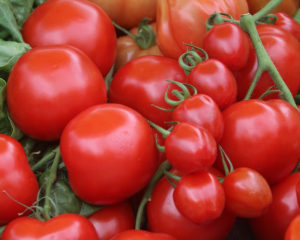 томаты для фарширования