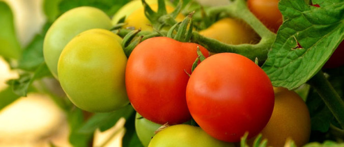томаты или помидоры