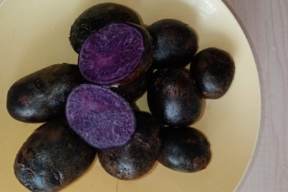 Фиолетовый картофель Вителот