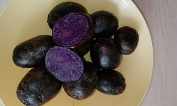 Фиолетовый картофель Вителот
